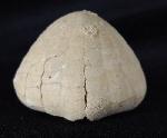 Echinocorys sulcata (GOLDFUSS 1826) - Bild &copy; FossNet FossilienStore